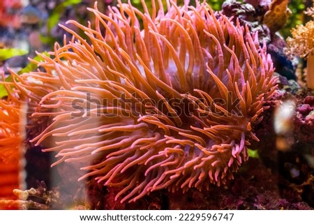 water coral in the aquarium.background with coral

