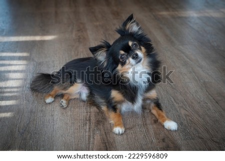 Long haired chihuahua dog lying on floor with head tilted to the side. Tricolor. Royalty-Free Stock Photo #2229596809