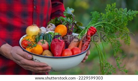 A male farmer holds a crop of vegetables in his hands. Selective focus. nature.