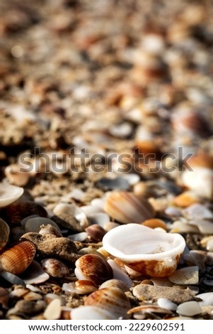 incredibly beautiful cockerel shells photographed from the side on a clear sunny day on the beach of the Mediterranean sea