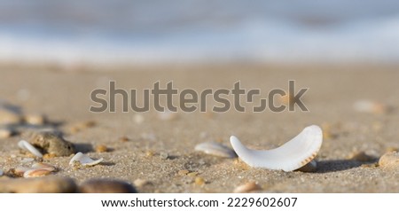 incredibly beautiful cockerel shells photographed from the side on a clear sunny day on the beach of the Mediterranean sea