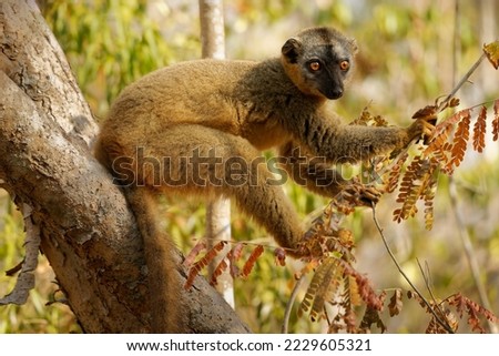Red Lemur - Eulemur fulvus rufus also Rufous brown or Northern Red-fronted lemur, lemur from Madagascar, primate in typical dry forest, sitting on the tree trunk. Royalty-Free Stock Photo #2229605321