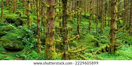 Amazing nature landscape view of north scandinavian forest. Spruce forest with moss. Location: Scandinavian Mountains, Norway. Artistic picture. Beauty world. Panorama