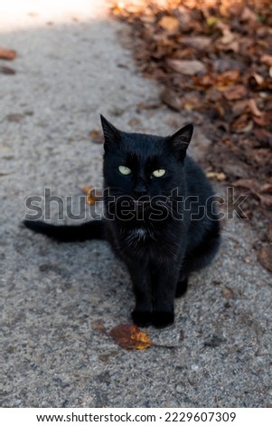 Black cat sitting on the road in autumn