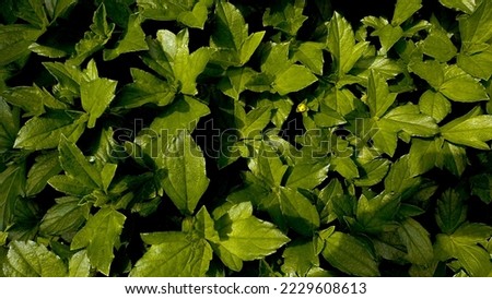 bush leaves dark green wallpaper