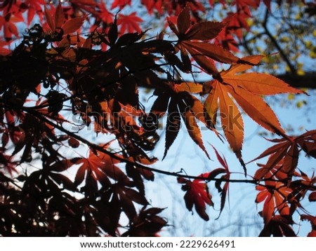 Japanese maple leaves shine red in Old City, Philadelphia.