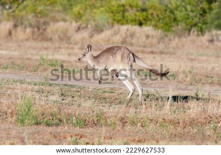 The eastern grey kangaroo (Macropus giganteus) is a marsupial found in eastern third of Australia, Hopping along with its joey in the pouch.