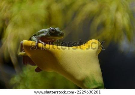 A green frog is on a yellow flower with a blurred background