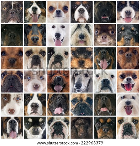 composite picture of group of purebred dogs