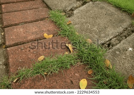 A close-up bunch of green grass and moss grow in the seams between the small cobblestones of the walkway in the garden.