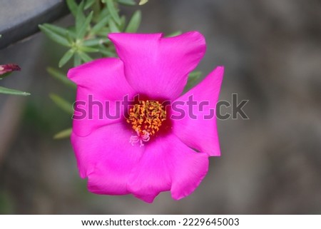 Portulaca grandiflora is a succulent flowering plant in the family Portulacaceae. It has many common names, including rose moss, eleven o'clock, Mexican rose, rock rose, and moss-rose purslane. Royalty-Free Stock Photo #2229645003