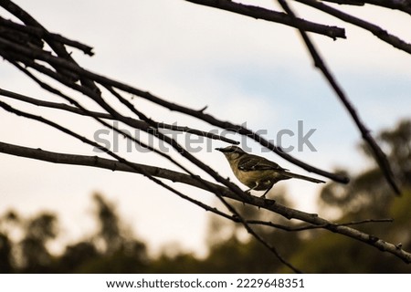 Chalk-browed Mockingbird mimus saturninus bird