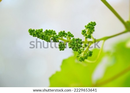 Newly formed bunches of baby Grapes. Green flowers of grape, the initial development of the grapes. Royalty-Free Stock Photo #2229653641