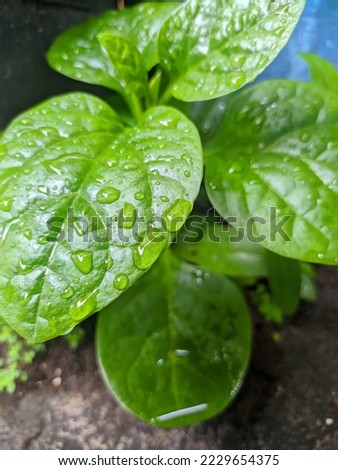 Basella alba is green with lush leaves