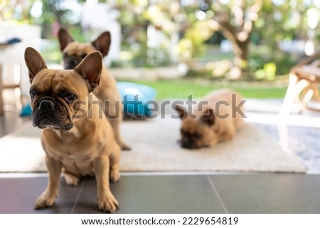 Group french bulldog sitting at balcony looking away in morning.