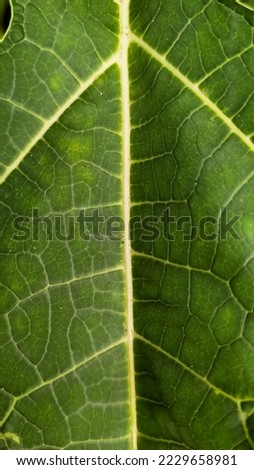 Papaya Leaves Texture in Closeup picture | See the detail texture of the leaves in closeup