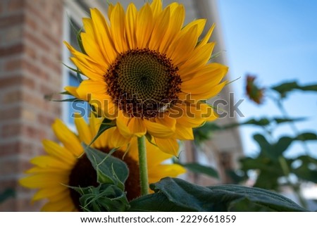 garden sunflowers nectar picking bees