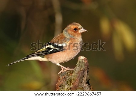Male common chaffinch (Fringilla coelebs) Royalty-Free Stock Photo #2229667457