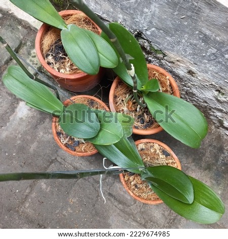 Photo of orchid plant in terracotta clay pots with green leaves