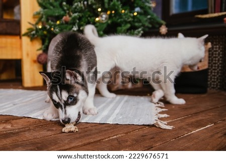Two husky puppies are sitting on the carpet near the Christmas tree. Gnawing a bone at home. Treats for dogs