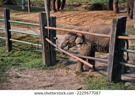 Baby elephant trying to escape through the fence in Chitwan National Park, Nepal
