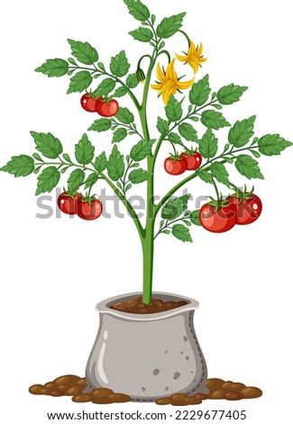 Tomato plant with fruit isolated illustration