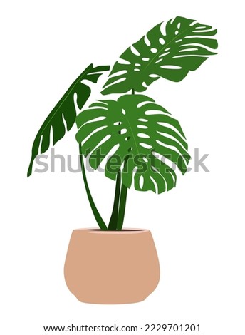 Vector realistic Illustration of Monstera Plant isolated on white background. Urban jungle, trendy home decor, indoor plant, tropical leaves in stylish modern pot.