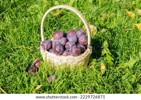 In a light-colored wicker basket on the grass, there is a ripe, delicious, freshly picked plum.