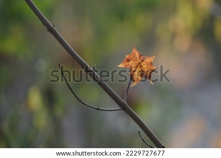 Yellow maple leaf in autumn sunlight.