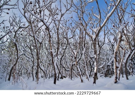 Staghorn Sumac Covered in Snow after Heavy Snow in Toronto Lakeshore, Toronto, Ontario, Canada