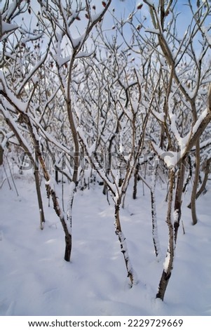 Staghorn Sumac Covered in Snow after Heavy Snow in Toronto Lakeshore, Toronto, Ontario, Canada