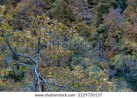 Oak and Forest of Valgrande during the autumn. Pajares, Asturias, Spain