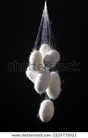 natural silk with silkworm cocoons isolated on black background.