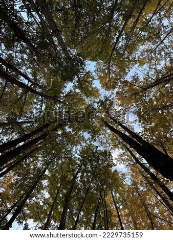 It's a picture of me looking up in a dense forest.