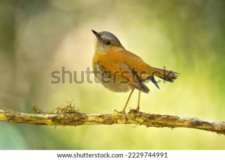 Black-billed nightingale-thrush (Catharus gracilirostris) is a small thrush endemic to the highlands of Costa Rica and western Panama. Royalty-Free Stock Photo #2229744991
