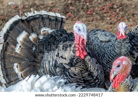 farm animal live turkey for thanksgiving thanks-giving Royalty-Free Stock Photo #2229748417