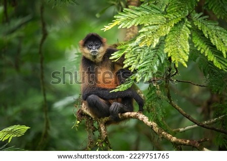 Geoffroy's spider monkey (Ateles geoffroyi), also known as the black-handed spider monkey or the Central American spider monkey Royalty-Free Stock Photo #2229751765