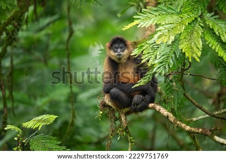 Geoffroy's spider monkey (Ateles geoffroyi), also known as the black-handed spider monkey or the Central American spider monkey Royalty-Free Stock Photo #2229751769