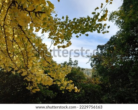 autumn trees in the forest in Japan