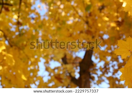 Blurred view of beautiful tree with golden leaves outdoors. Autumn season