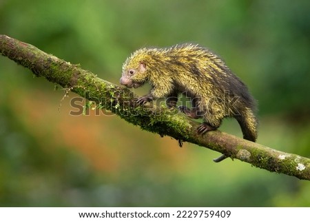 Mexican hairy dwarf porcupine or Mexican tree porcupine (Coendou mexicanus) is a species of rodent in the family Erethizontidae. It is found in Costa Rica