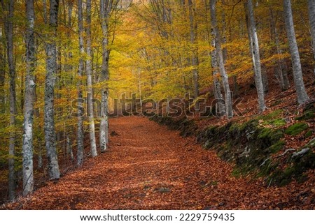 Colorful Autumn forest path with beech trees at Manteigas - Serra da Estrela - Portugal