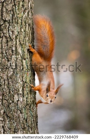 Red squirrel - Sciurus vulgaris Royalty-Free Stock Photo #2229768409