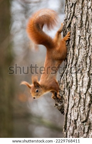 Red squirrel - Sciurus vulgaris Royalty-Free Stock Photo #2229768411