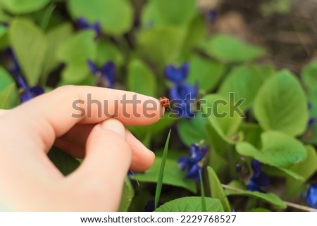 Close up cute beetle on fingers concept photo. Good fortune sign. Side view photography with blooming flowers on background. High quality picture for wallpaper, travel blog, magazine, article