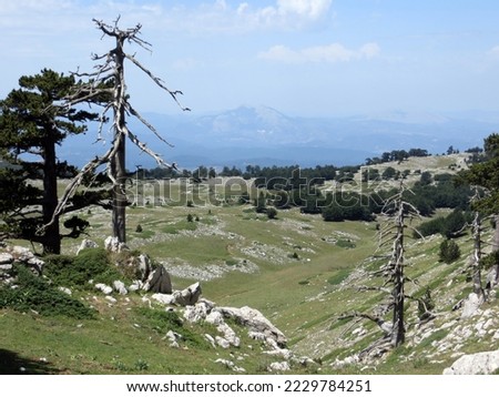 The Piana del Pollino, climbing towards the top of Serra delle Ciavole. Pollino National Park.

 Royalty-Free Stock Photo #2229784251