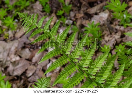 Fern is a member of a group of vascular plants that reproduce by spores and have neither seeds nor flowers. Medicinal plant. Royalty-Free Stock Photo #2229789229