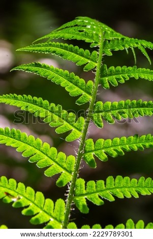 Fern is a member of a group of vascular plants that reproduce by spores and have neither seeds nor flowers. Medicinal plant. Royalty-Free Stock Photo #2229789301