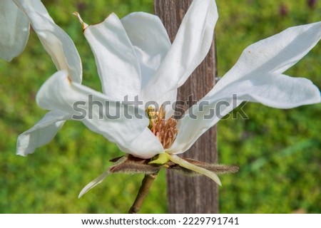 close-up: kobus magnolia ragrant white flower captured sidewise upwards