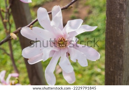 close-up: star magnolia rosea blossom with pale purple and white full-blown flowers with pale red and yellow carpels captured sidewise face forward